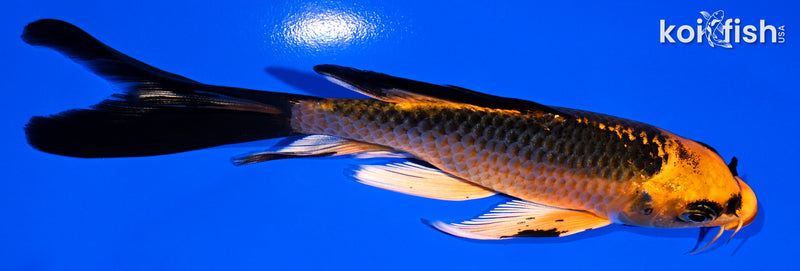 5.5" ORENJI MATSUBA BUTTERFLY