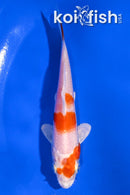 4.5" HARIWAKE