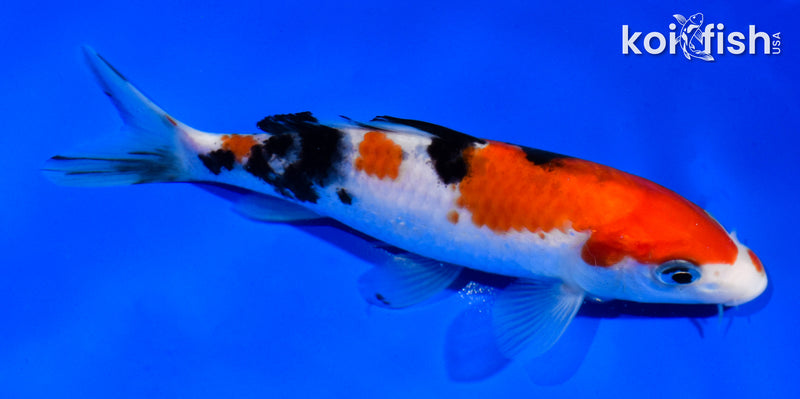 5.5" SANKE