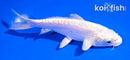 5.5" DOITSU PLATINUM OGON