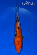 4.75" SANKE
