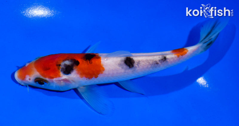 5.5" SANKE