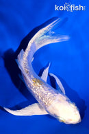 4.5" GINRIN LEMON HARIWAKE BUTTERFLY