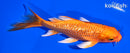 6" GINRIN ORENJI OGON BUTTERFLY