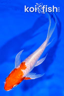 5.5" KIKUSUI BUTTERFLY