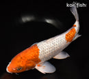 15.5" GINRIN OCHIBA SHIGURE