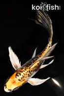 6" ARAGOKE BENI KIKOKURYU BUTTERFLY