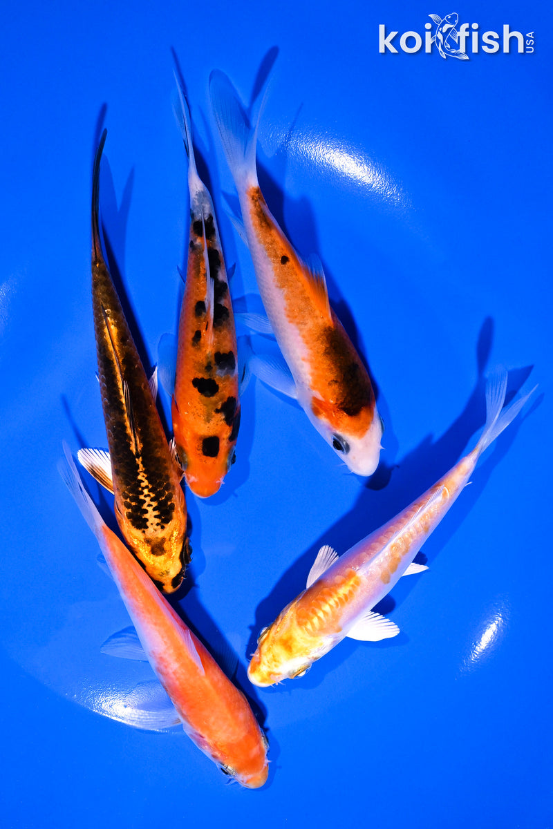 PACK OF (5) 4-5" STANDARD KOI