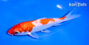 5.5" GINRIN KOHAKU