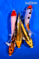 PACK OF (5) 4-5" STANDARD KOI