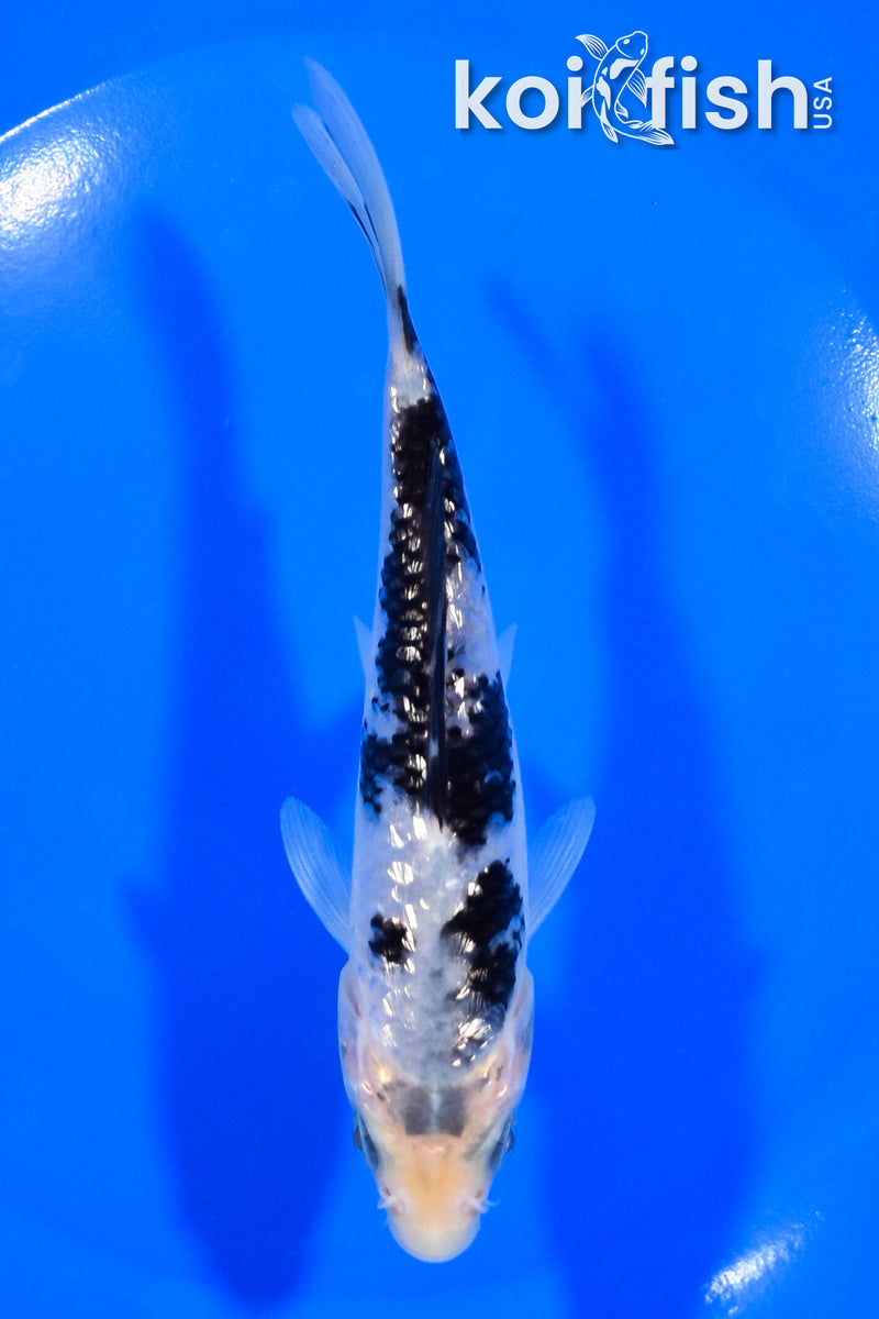 5" GINRIN MATSUKAWABAKE
