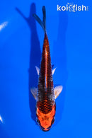 5" KUJAKU