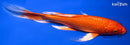 8" ORENJI OGON BUTTERFLY