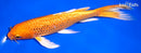 7.75" GINRIN ORENJI OGON BUTTERFLY