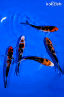 PACK OF (5) 4-5" STANDARD SANKE KOI