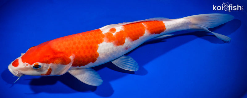 14" KOHAKU