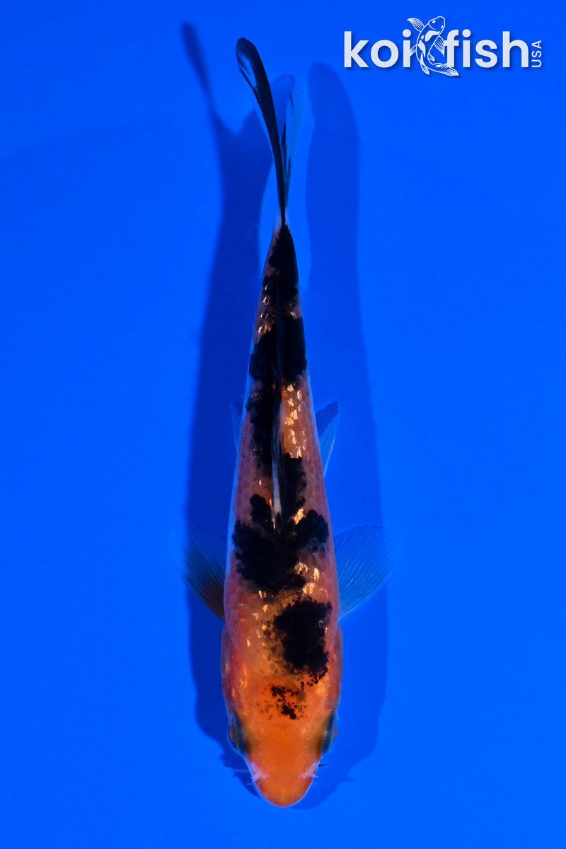 4.5" GINRIN AKA SANKE