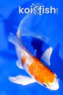 4.5" GINRIN HARIWAKE BUTTERFLY