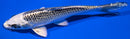 6.5" GIN MATSUBA