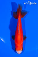 4.25" WAKIN GOLDFISH