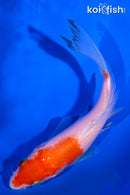 5.25" KOHAKU BUTTERFLY