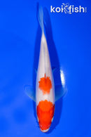 5.75" KUCHIBENI NIDAN KOHAKU