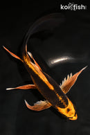 7.75" KIN ORENJI MATSUBA BUTTERFLY