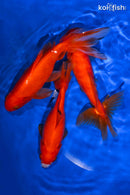 PACK OF (5) 5.5-6.5" WAKIN GOLDFISH