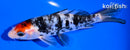 5.5" DOITSU SANKE