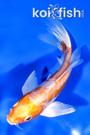 5" GINRIN ARAGOKE KIKUSUI BUTTERFLY