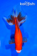 6.75" WATONAI GOLDFISH