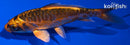 4.5" BENI KIKOKURYU