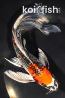 7.5" BENI GINGA BUTTERFLY