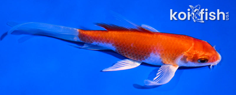 4.5" HARIWAKE BUTTERFLY