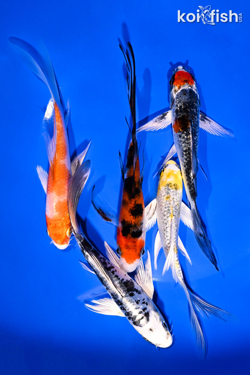 PACK OF (5) 4-5.5" BUTTERFLY KOI