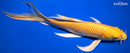 10.5" YAMABUKIOGON BUTTERFLY