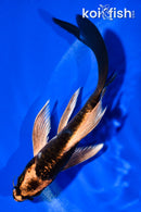 5.5" ARAGOKE BENI KIKOKURYU BUTTERFLY