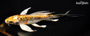 8" DOITSU KUJAKU BUTTERFLY
