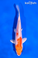 5" HARIWAKE