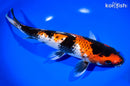 11" GINRIN KAGE SHOWA