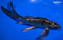 9.75" BENI GINGA BUTTERFLY