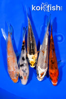 PACK OF (5) 3.75-4" STANDARD KOI