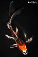 10" BENI KIKOKURYU BUTTERFLY