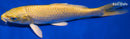 6.75" YAMABUKI OGON