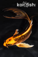 7.75" ORENJI MATSUBA BUTTERFLY