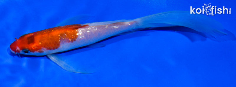 5.5" GINRIN KOHAKU BUTTERFLY