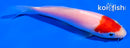 4.5" TANCHO KOHAKU