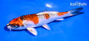 5.5" KUJAKU