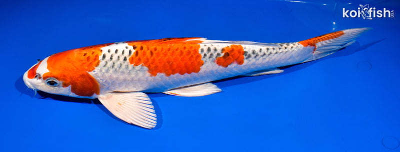 15.5" KUJAKU