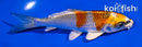 4.5" KUJAKU